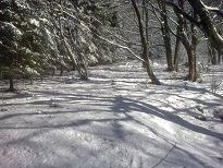 La montée dans la forêt