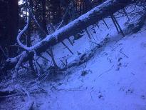 Arbre couché sur le sentier