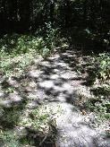 Le sentier dans le bois