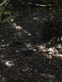 Dans le bois