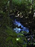 Le ruisseau