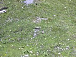 Marmotte